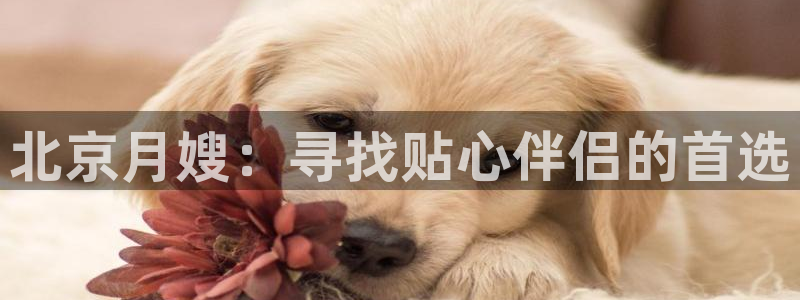 杏悦娱乐怎么玩